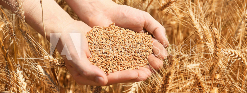 hands holding wheat grains