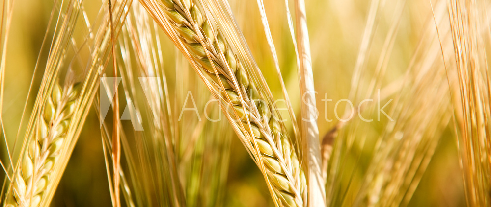 close-up photo of golden wheat stalks