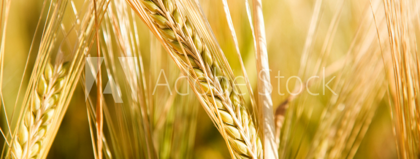 close-up photo of golden wheat stalks