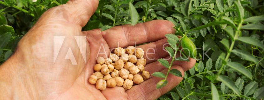 a hand holding chickpeas with chickpea plants in the background