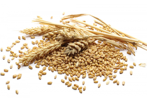 Choosing Durum Wheat Seeds: What Farmers Need to Know