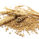 Choosing Durum Wheat Seeds: What Farmers Need to Know