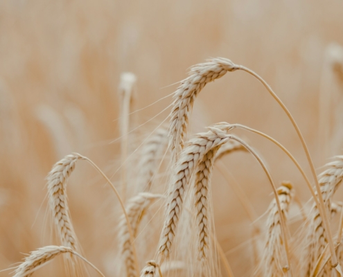 Durum Wheat