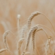 Durum Wheat