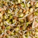 Mung Bean