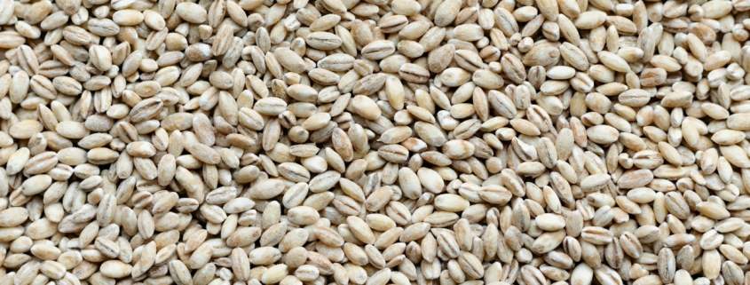 Barley