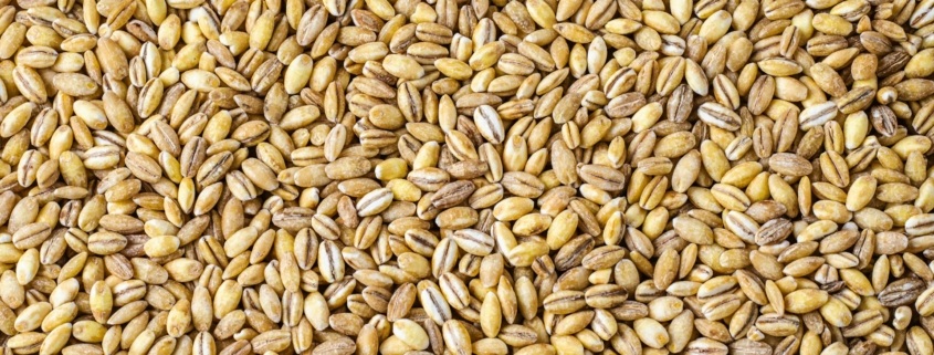 Barley