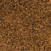 Durum Wheat Seeds