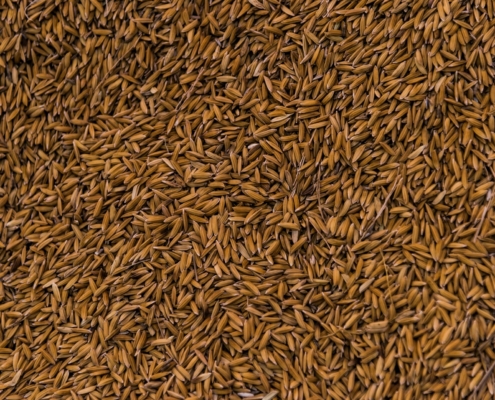 Durum Wheat Seeds