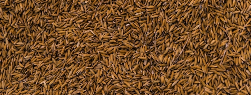 Durum Wheat Seeds