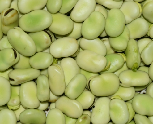 Faba Beans