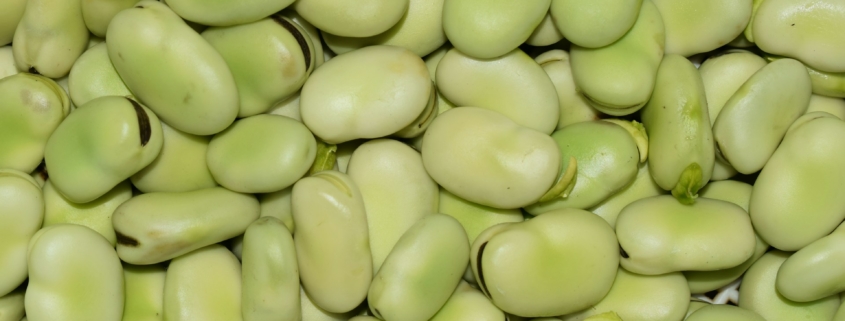 Faba Beans