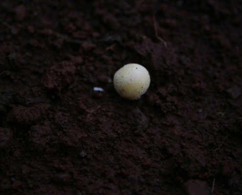 Chickpea Seed