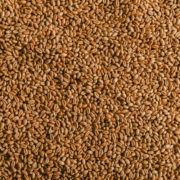 Wheat Seeds