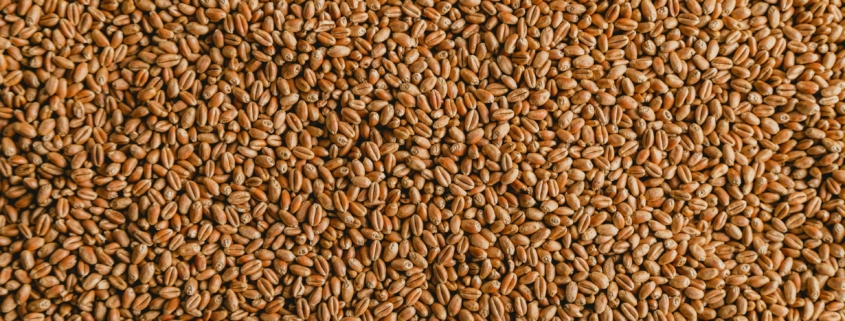 Wheat Seeds