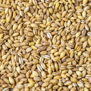 Barley