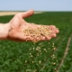 Wheat Seed
