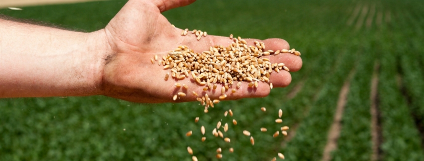 Wheat Seed