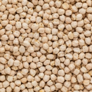 Chickpea