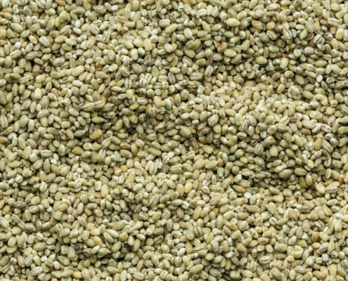 Mung Bean
