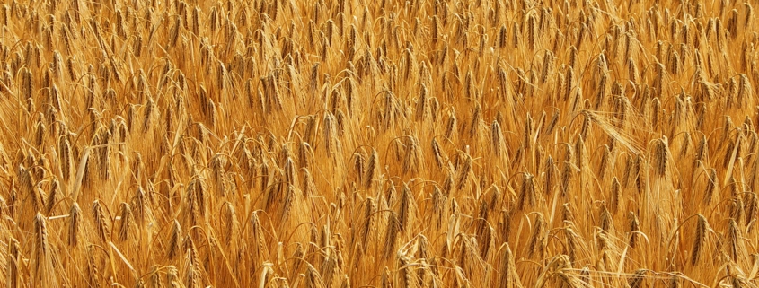 Wheat