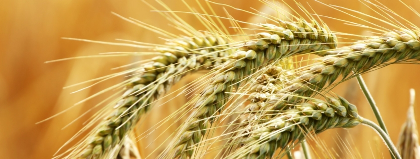 Barley