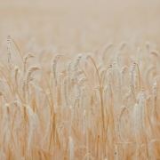 Durum Wheat