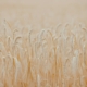 Durum Wheat