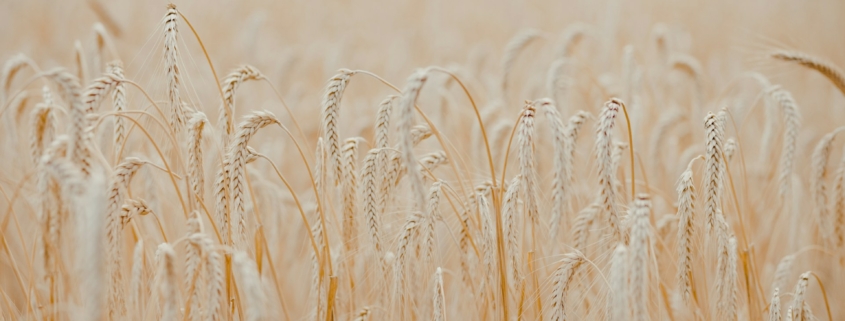 Durum Wheat