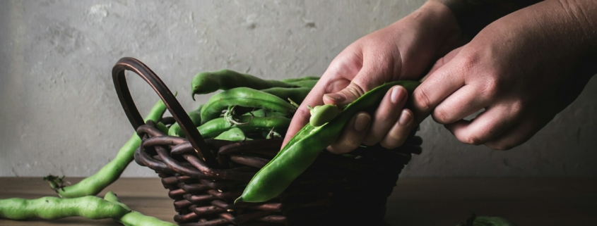 Faba Beans