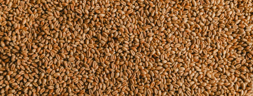 Wheat Seed