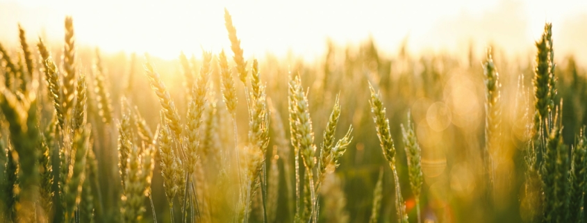 Barley