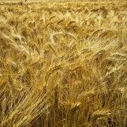 Wheat