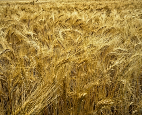 Wheat