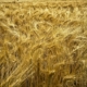 Wheat