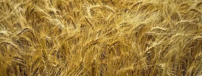 Wheat