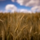 Wheat