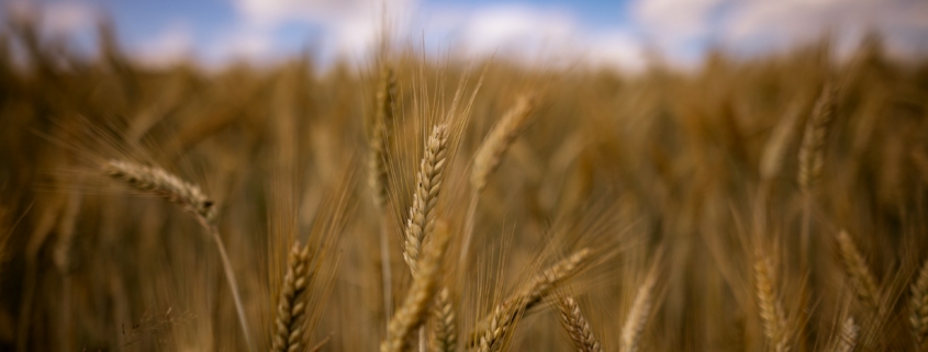 Wheat