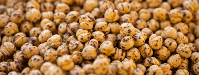 Chickpea Seeds