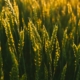 Barley