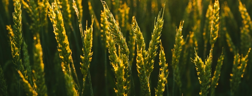 Barley