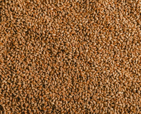 Wheat Seed