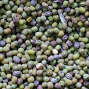 Mung Beans