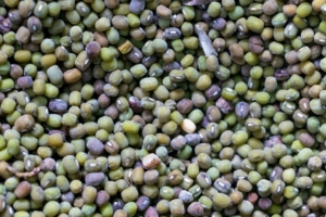 The Importance of Seed Uniformity in Mung Beans