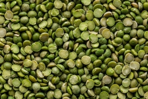 Handling Faba Bean Seeds for Best Results