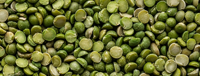 Faba Bean Seeds
