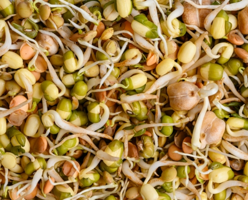 Mung Bean