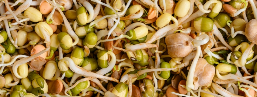 Mung Bean