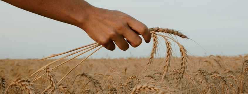 Wheat