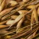 seeds